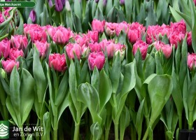 Tulipa Matchpoint ® (2)